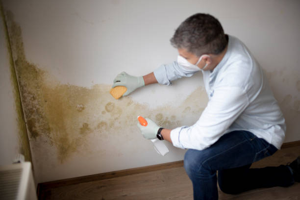 Mold Removal for HVAC Installations in Coloma, MI