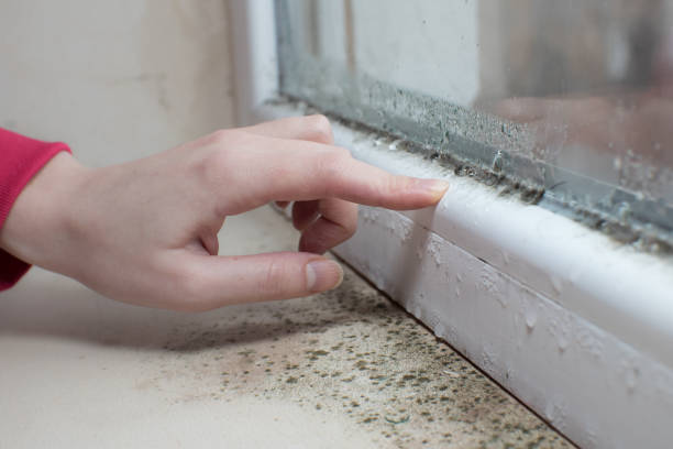 Best Dehumidification Services  in Coloma, MI