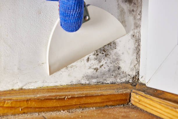 Best Forensic Mold Investigation  in Coloma, MI