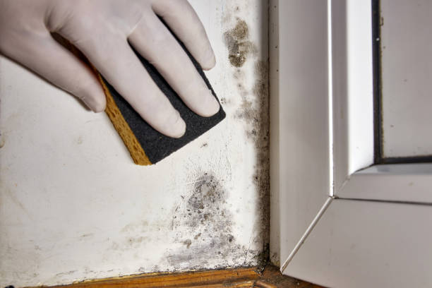 Best Crawl Space Mold Remediation  in Coloma, MI